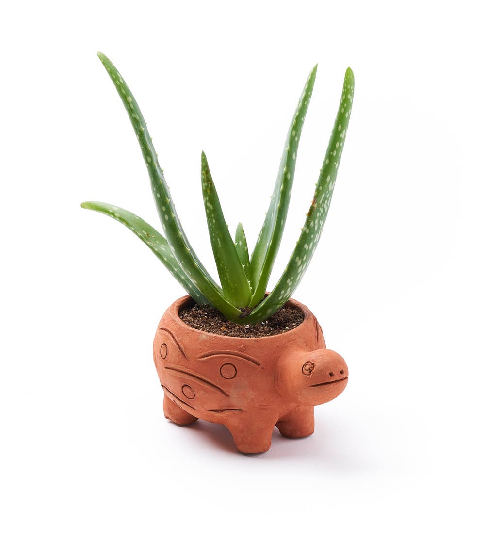 Rakshana Turtle Plant Pot -  Terracotta