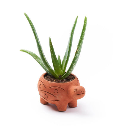 Rakshana Turtle Plant Pot -  Terracotta