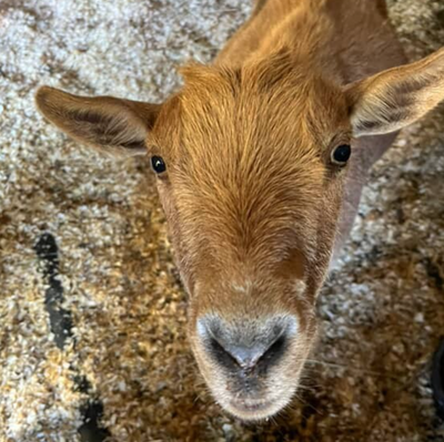 All Levels Goat Yoga - Sat, Sept 27th @ 11:00AM-12:00PM