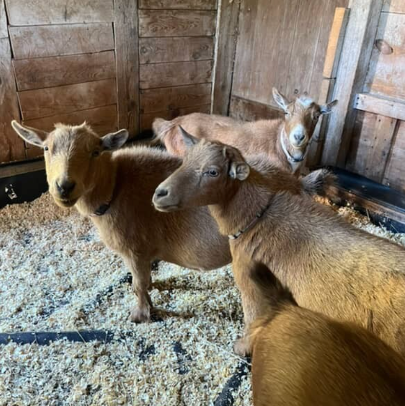All Levels Goat Yoga - Sat, Sept 27th @ 11:00AM-12:00PM