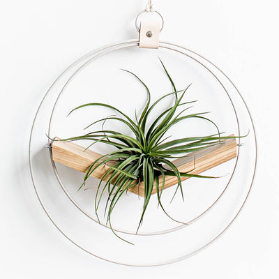V-Hanger (Light & Airy) LG